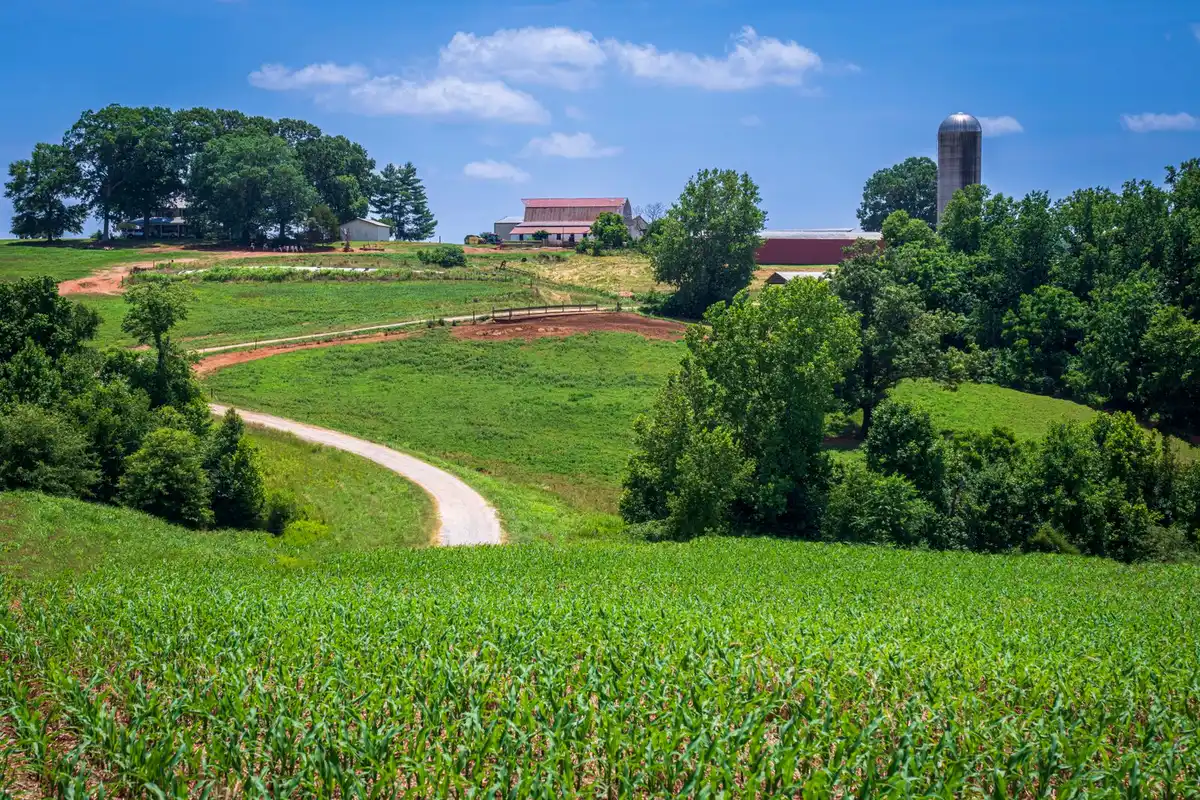 Rolling farm fields with a corn crop under a wide blue sky